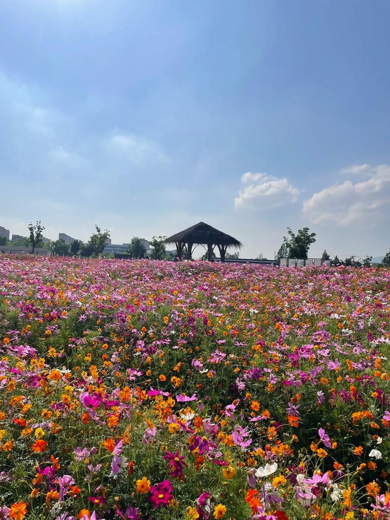 从化花卉景点的春日盛宴,花的海洋，美的篇章