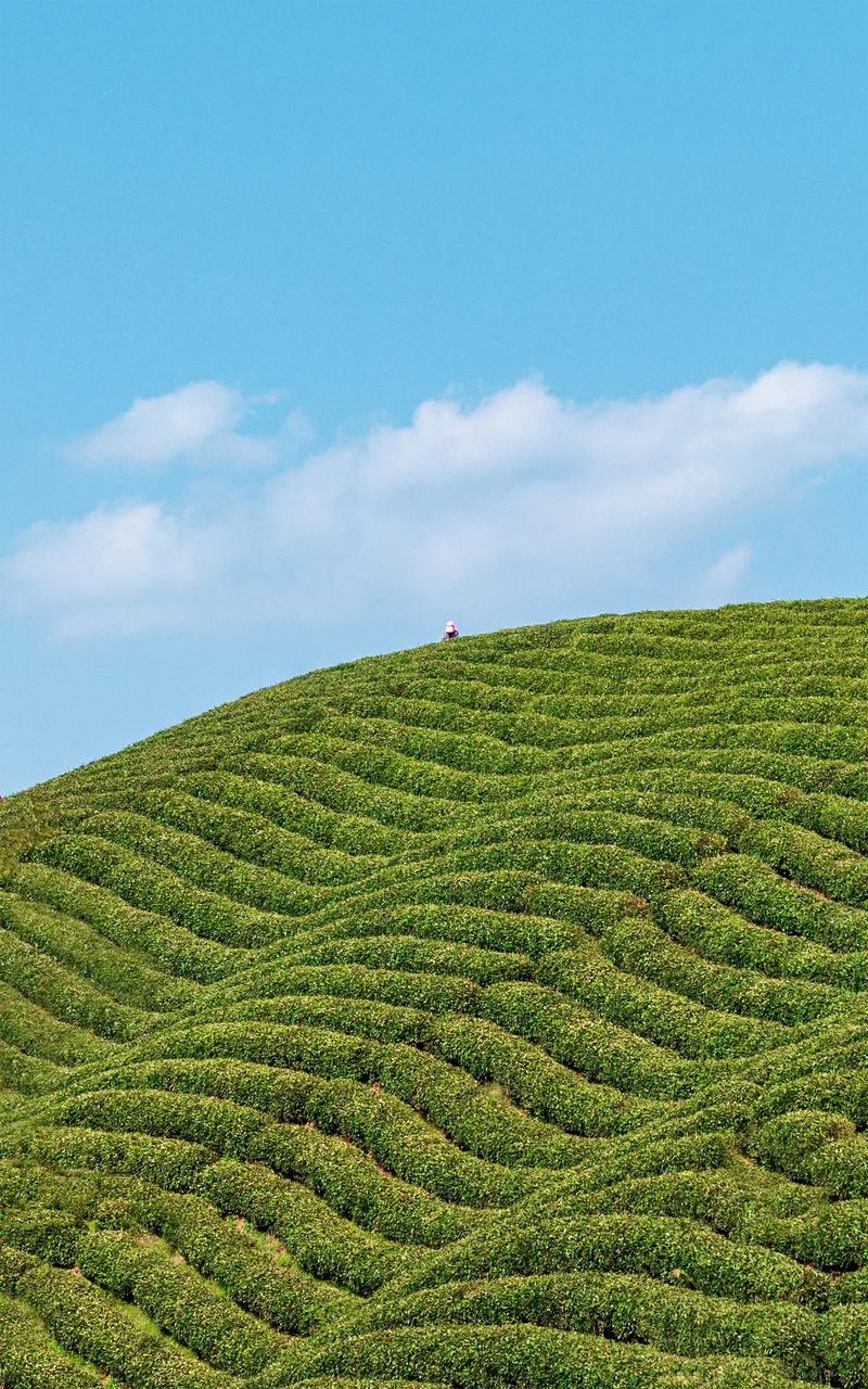 信阳茶山,绿色天堂，品茗之旅