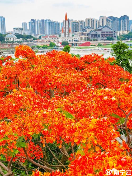 凤凰花开，千年古城的绚烂绽放_探访我国著名景点凤凰花