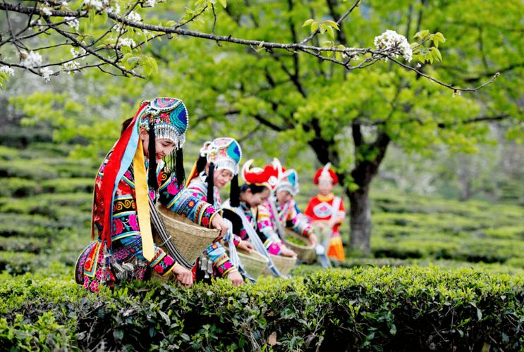 勐海之旅,探寻茶香四溢的美丽景致与美食诱惑