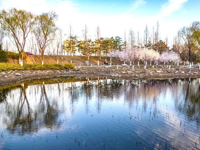 北京樱花公园,赏花踏青的好去处，探寻历史与现代的交融之美