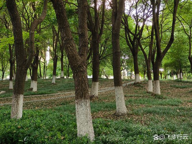 半山公园,深圳的绿色肺叶，城市生活的避风港