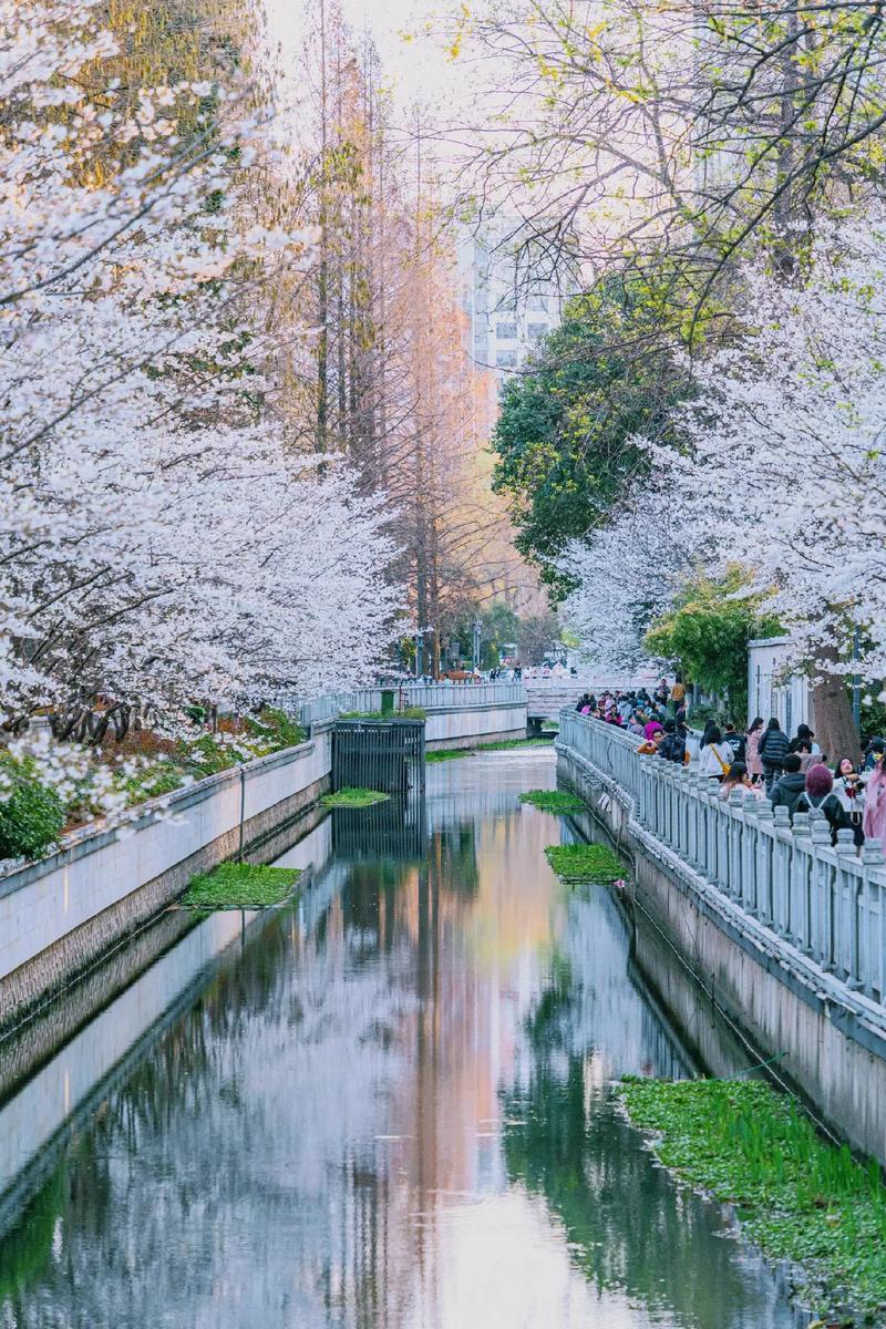 南京樱花小众景点,邂逅静谧之美，品味诗意人生