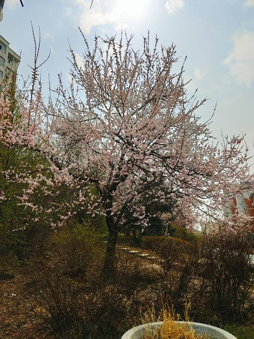 南充桃花公园,春日踏青好去处，古韵新意共赏美景