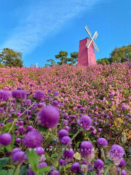 厦门太阳花,浪漫花海中的城市绿洲