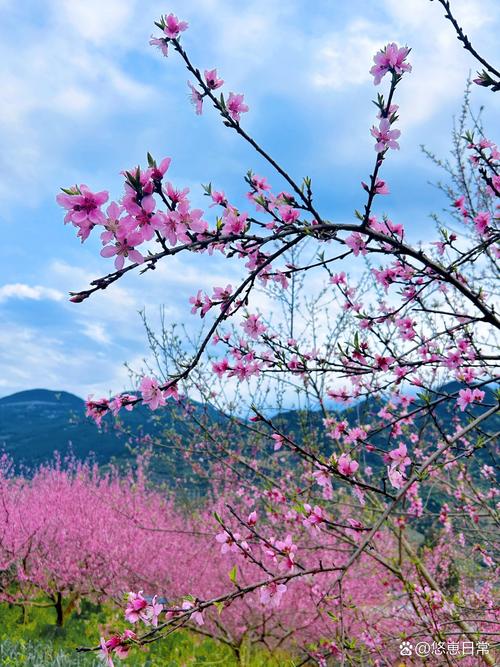 城东桃花公园,春日里的浪漫仙境