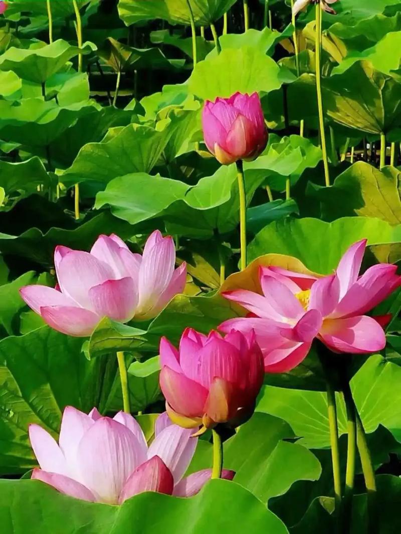 夏日炎炎，永州美景如画_探寻永州夏季旅游胜地