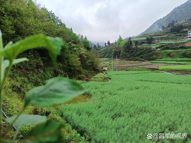 大邑竹林公园,绿意盎然的生态宝地，探寻川西竹文化的魅力