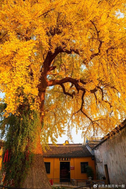 太平禅寺银杏，千年古树的禅意传说