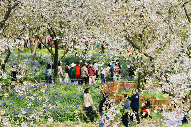 奉化赏花之旅,漫步花海，邂逅春天里的浪漫