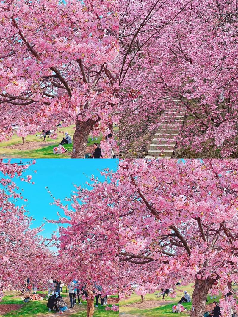 宁波樱花盛开，邂逅浪漫花海之旅