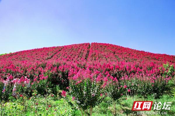 安化紫薇谷,隐匿于湖南深山中的紫薇花海，带你领略自然之美