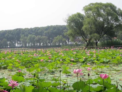 安阳荷花小镇,梦里水乡，花海泛舟，探寻千年古镇的浪漫风情