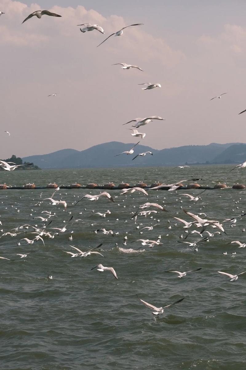 宜兴海鸥景区,探秘江南水乡的生态奇迹