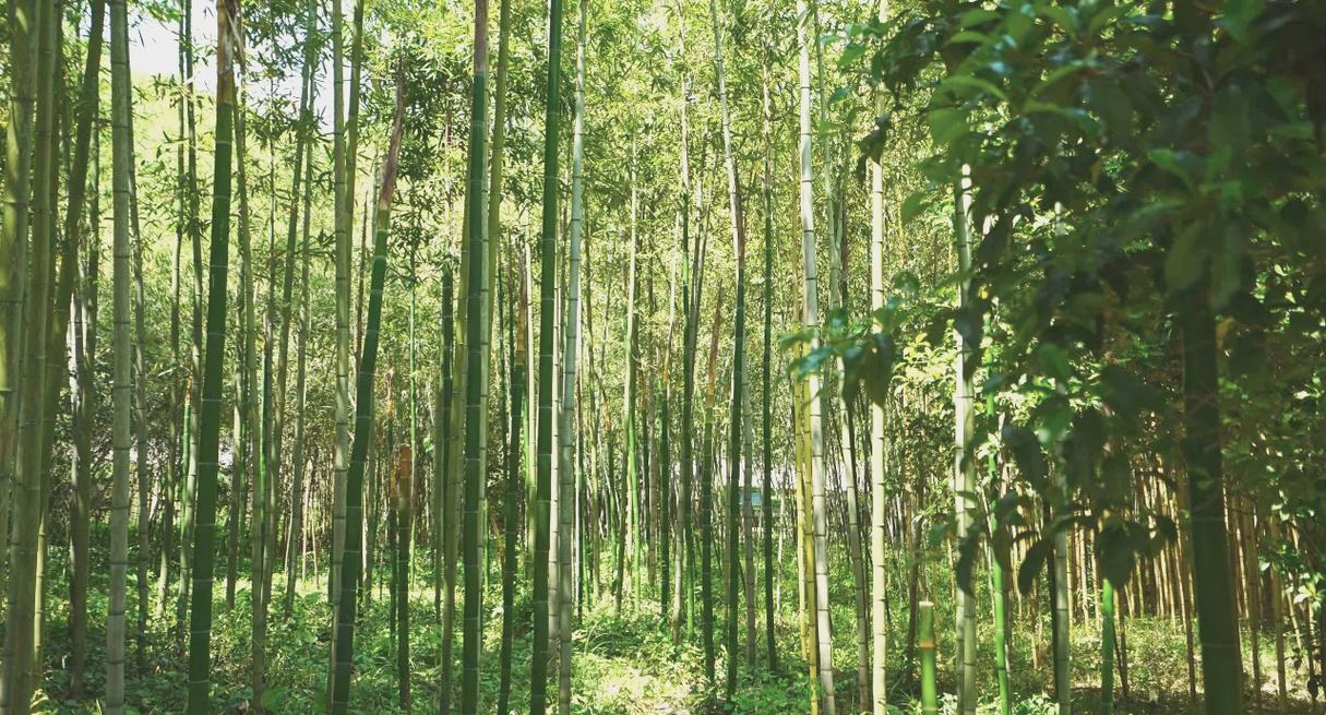 宜兴竹海,大自然的绿色宝库，心灵栖息的宁静之地