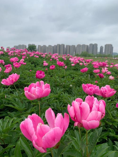 宜宾芍药花,川南的浪漫花海，历史的印记与自然的交融  第2张