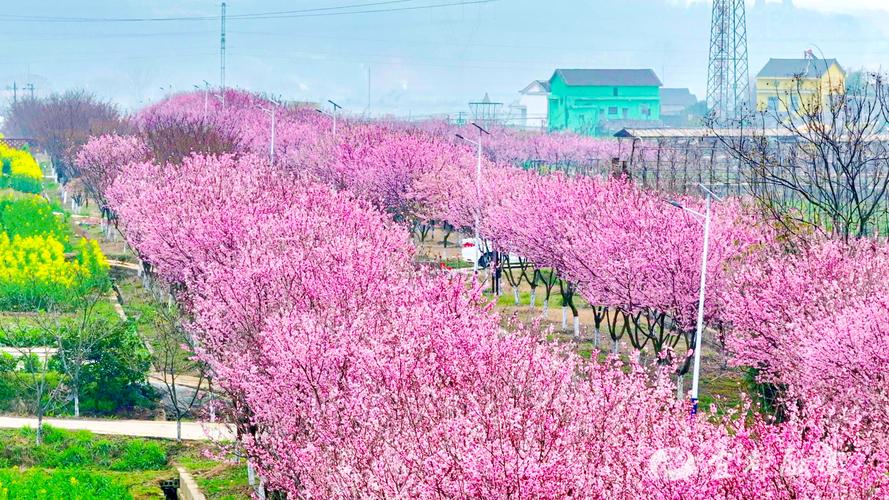 宜阳樱花盛景,春日里的浪漫邂逅