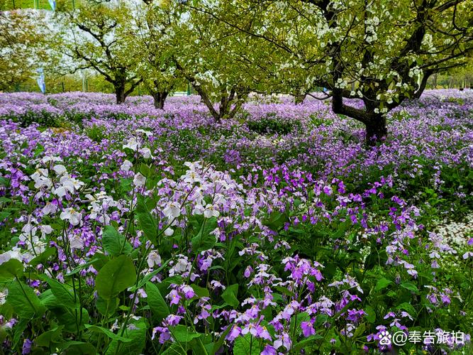 宿迁花海,浪漫绽放，魅力无限