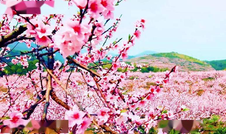 密云春暖花开,探秘京郊的桃花源