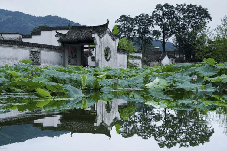 山西荷香古镇,穿越时光的荷韵画卷