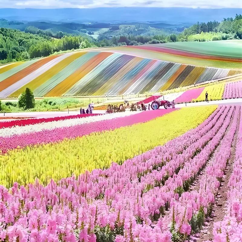 岳阳花语世界,花海漫步，探寻自然之美