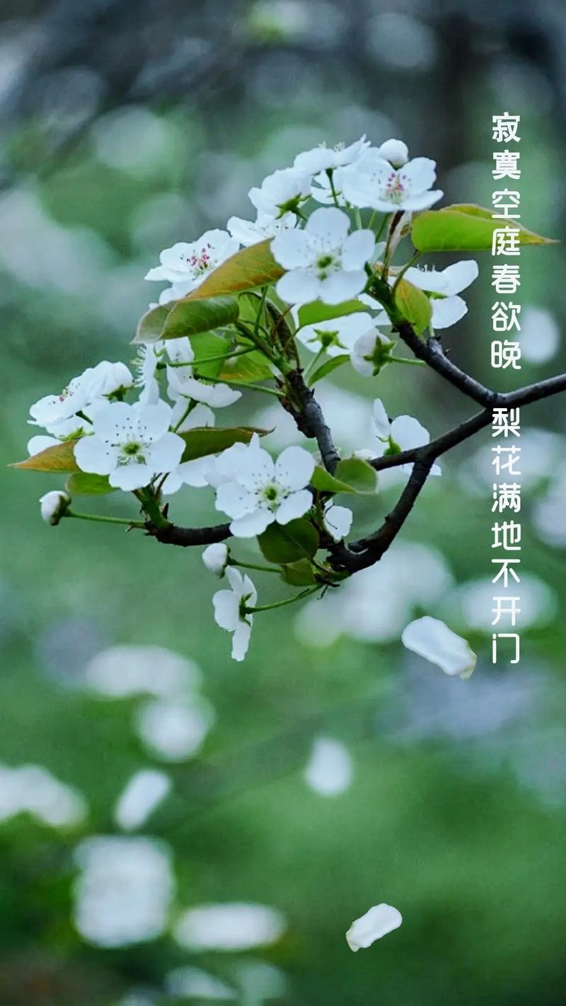 岷县梨花,春风十里，梨花如雪，共赴一场浪漫之约