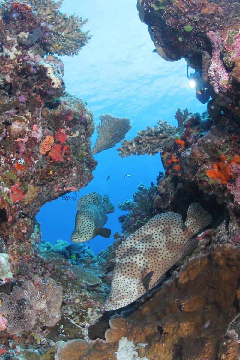 帕劳海底世界探险之旅,探秘神秘珊瑚礁，邂逅五彩斑斓海洋生物  第2张