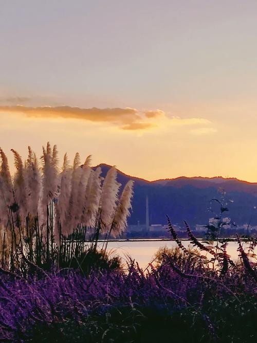 平坝芦苇,自然与人文的交融之地，探寻贵州生态旅游的瑰宝