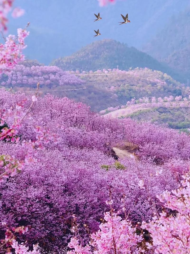 平阳樱花公园,浪漫花海中的诗意栖息地