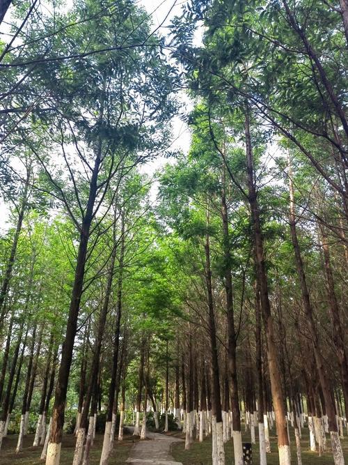 广州杉树景点,千年古树的静谧魅力  第2张