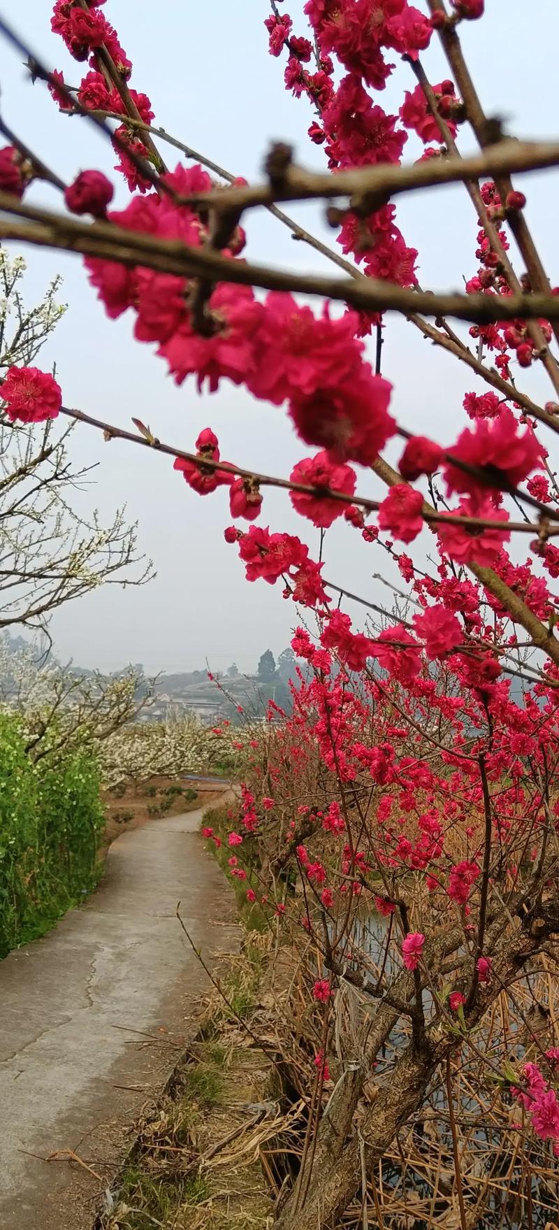 广州李花盛景,春日里的诗意漫步  第2张