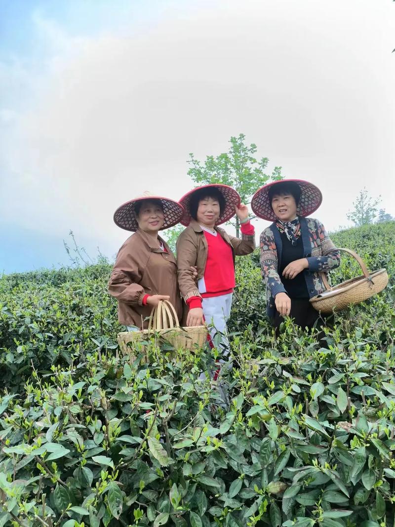 广德石鼓茶园,探寻自然之美，品味茶香人生