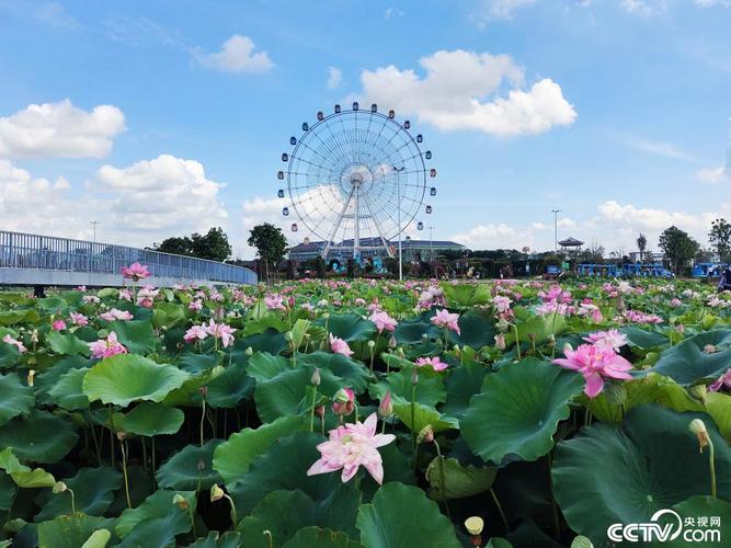 广西荷花景区,天然氧吧中的花海盛宴