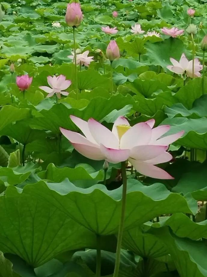 广饶荷花,千年古韵，醉美人间