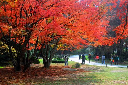 庐山枫红公园,一场秋日里的红色之旅  第2张