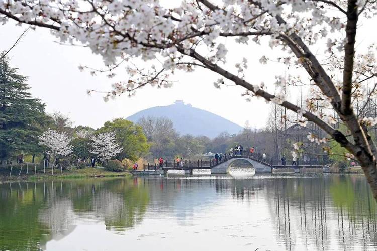 徐州,花开盛景，诗意盎然_探寻城市中的自然之美