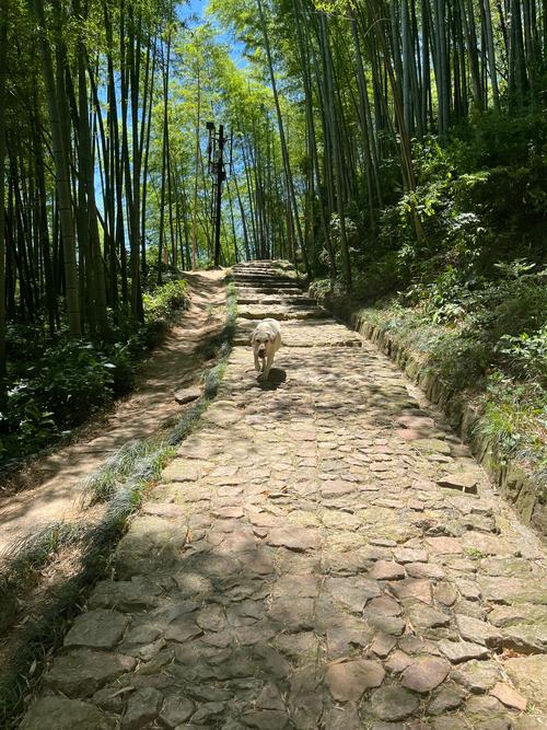 惠州竹林古道,穿越历史的长廊，体验自然的诗意