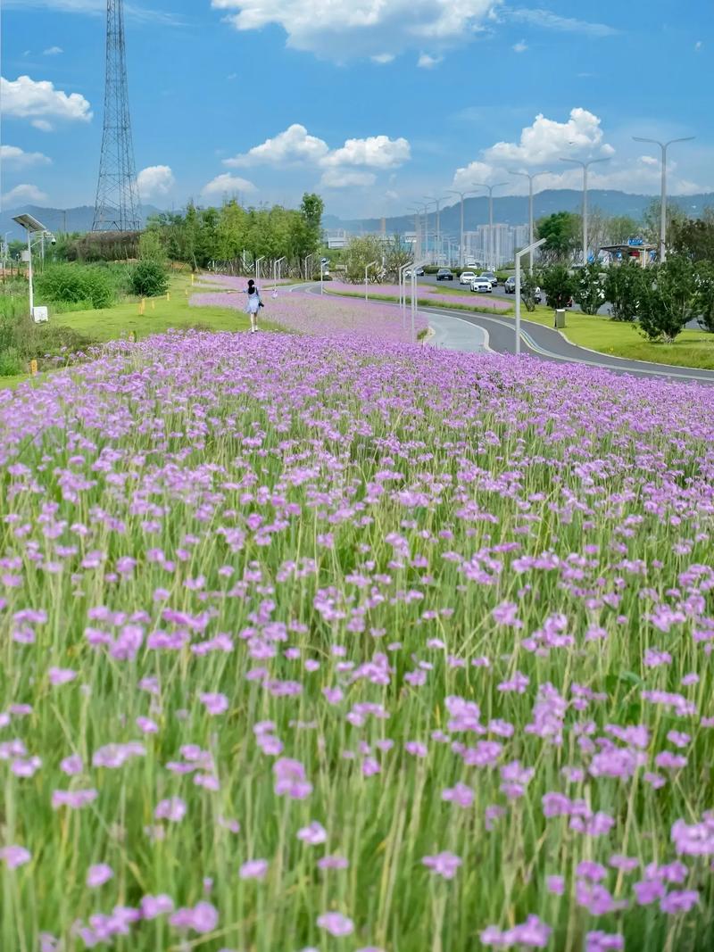 成都繁花公园,漫步花海，感受自然之美