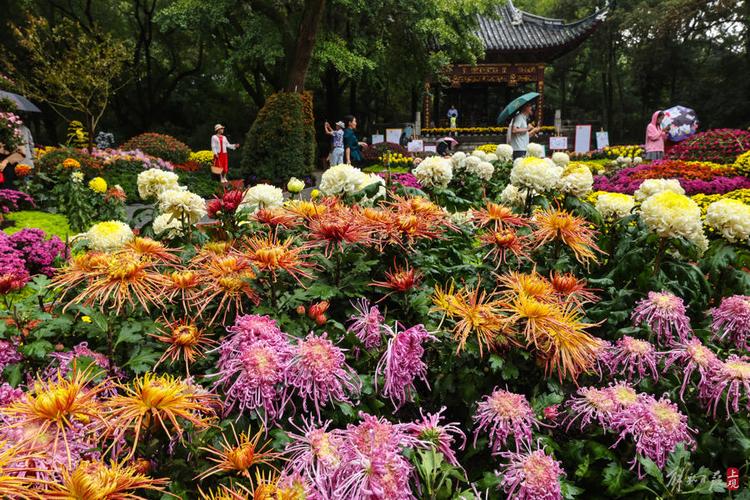 成都菊花景点的魅力之旅_领略蓉城秋韵的瑰宝