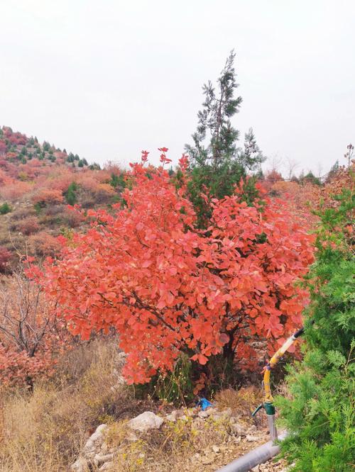 房山彩虹公园,大自然的调色板，城市的绿肺