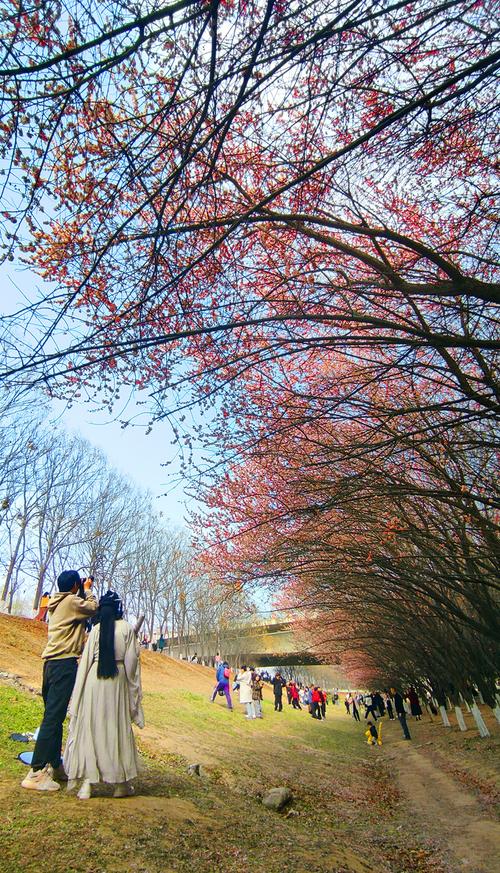 房山春色满园，踏青赏花正当时