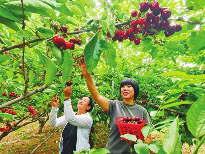 房山采摘胜地，体验农耕文化，畅享丰收喜悦