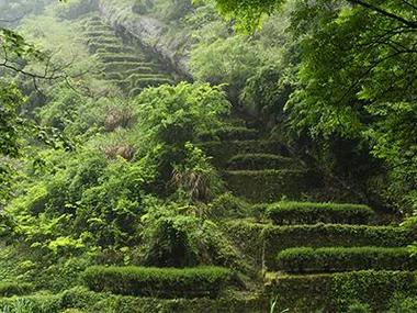 探寻云南楚雄茶园之美,绿色天堂的宁静之旅