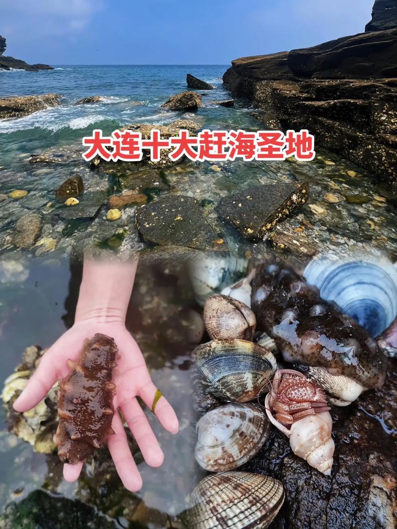 探寻大连大螃蟹,碧海蓝天下的美味奇迹