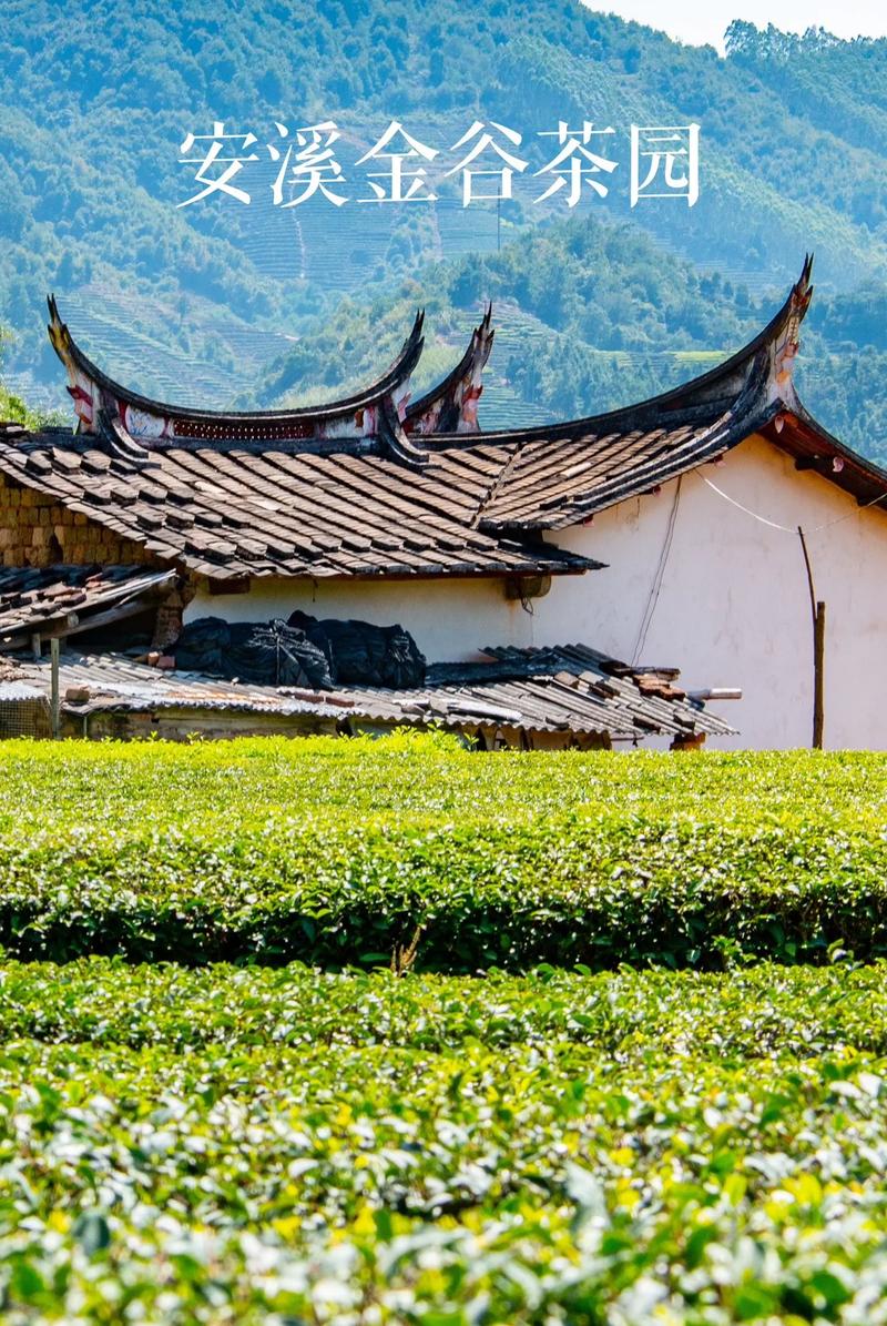 探寻安溪美景，品味茶乡风情