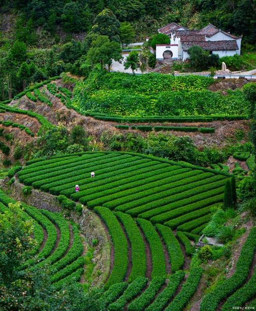 探寻宜兴茶园美景，感受江南水乡的茶香韵味