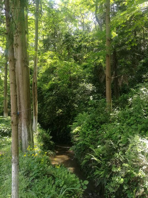 探寻岑溪大山公园的绿色秘境,自然之美，心灵之旅