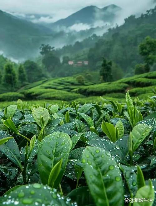 探寻开阳茶园,千年古韵，自然之美的诗意栖息地