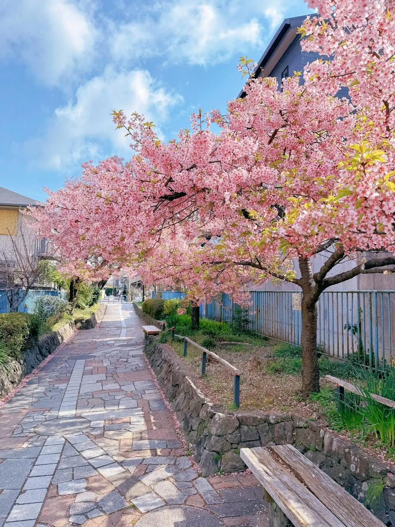 探寻日本的樱花公园,一场春之盛宴的浪漫之旅