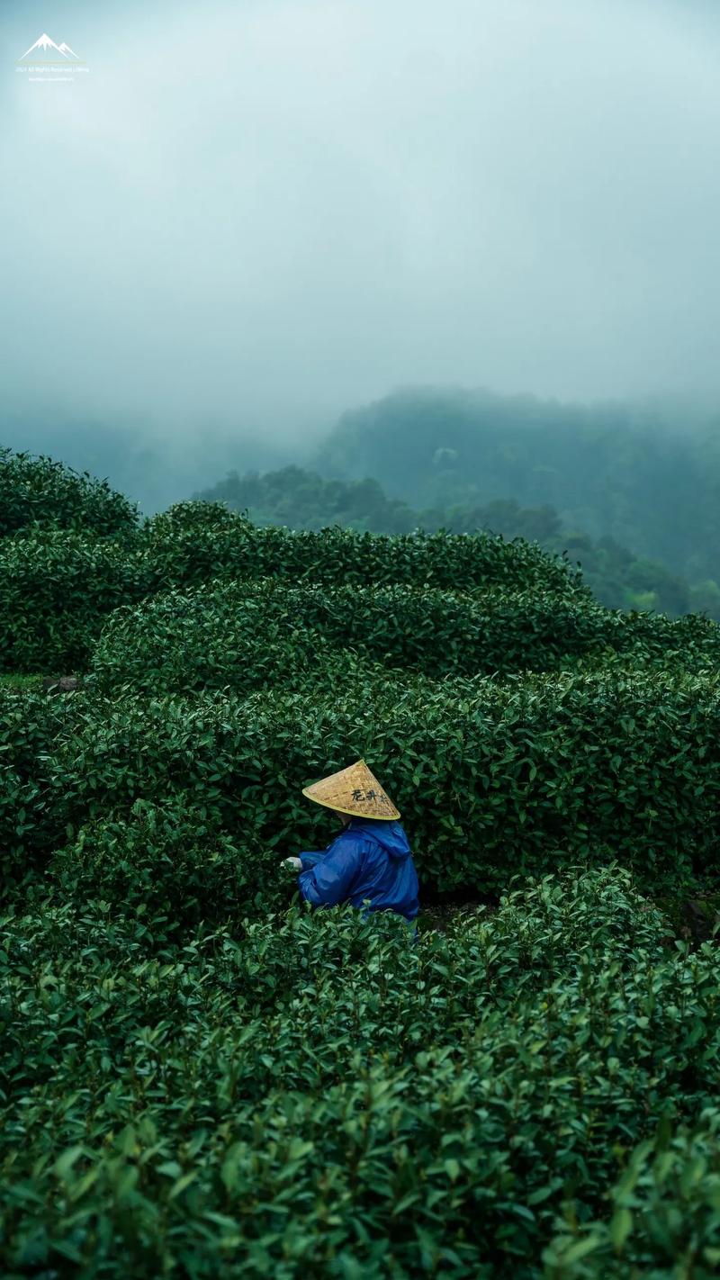 探寻早春龙井，邂逅茶香四溢的仙境